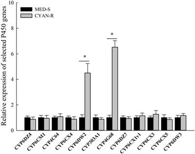 Identification and Detection of CYP4G68 Overexpression Associated With Cyantraniliprole Resistance in Bemisia tabaci From China